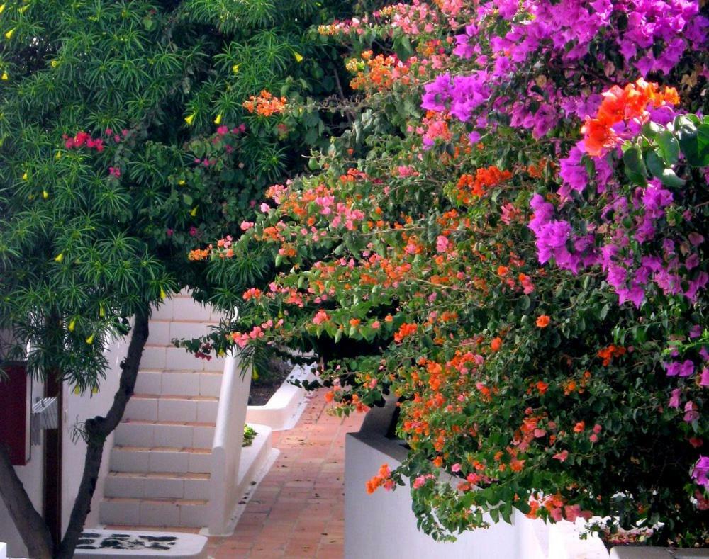Apartamentos Tamarindos プエルト・デル・カルメン エクステリア 写真